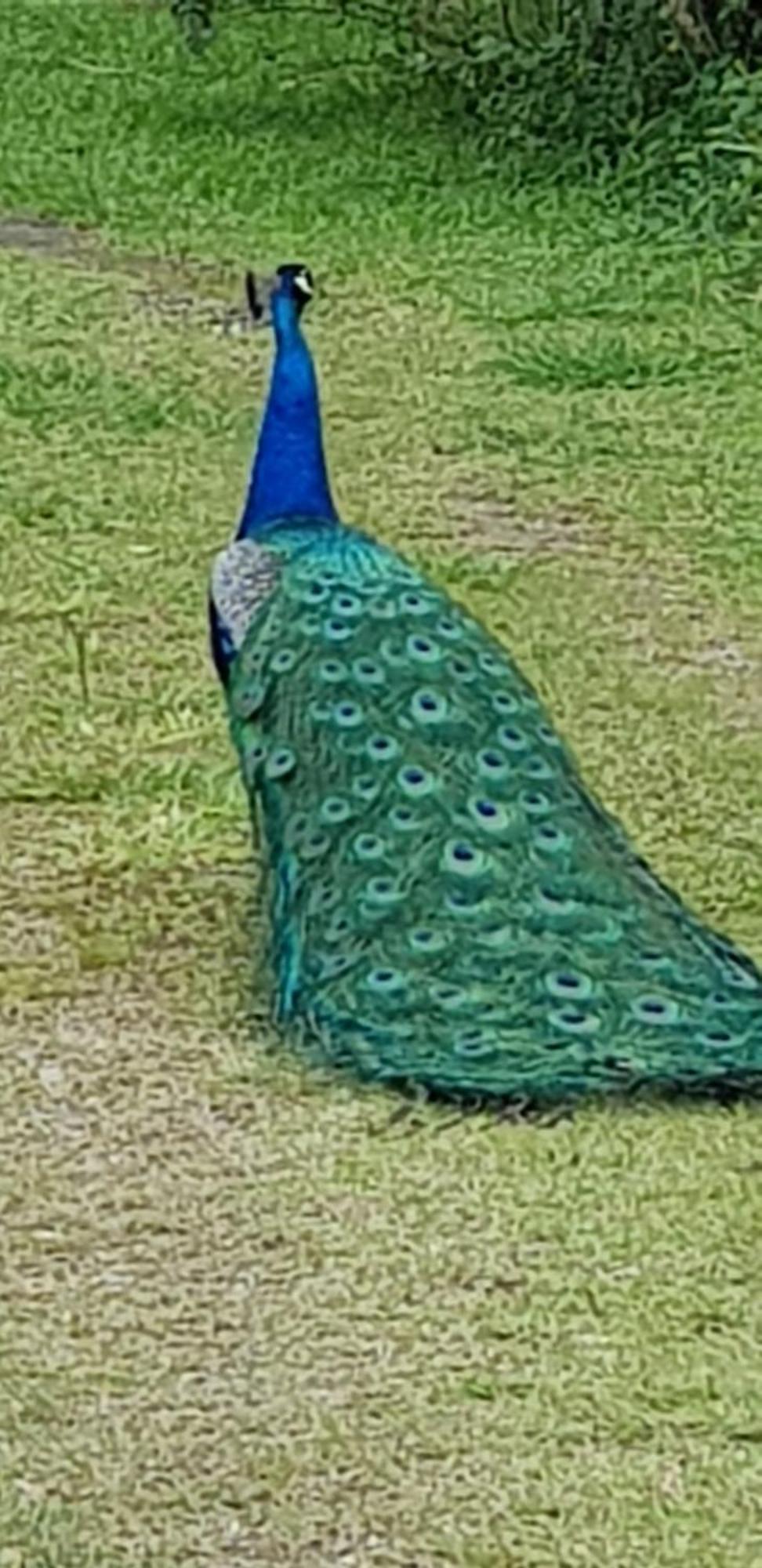 Bela Chacara Villa Suzano Rum bild