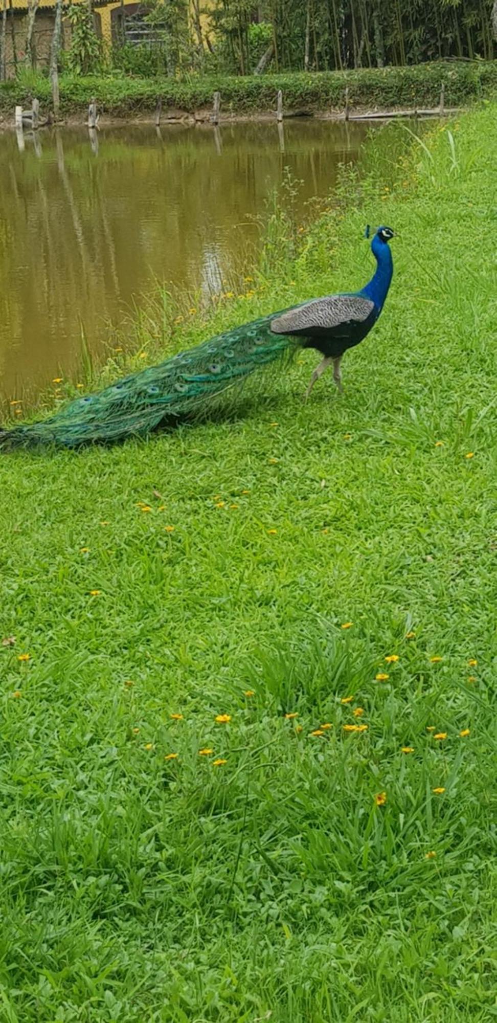 Bela Chacara Villa Suzano Rum bild